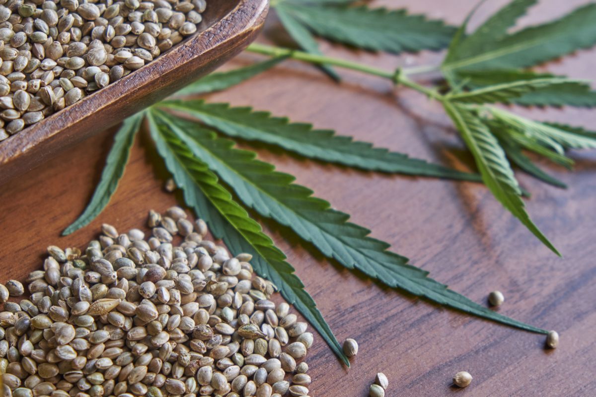 Jakie nasiona konopi będą najlepsze dla celów medycznych?